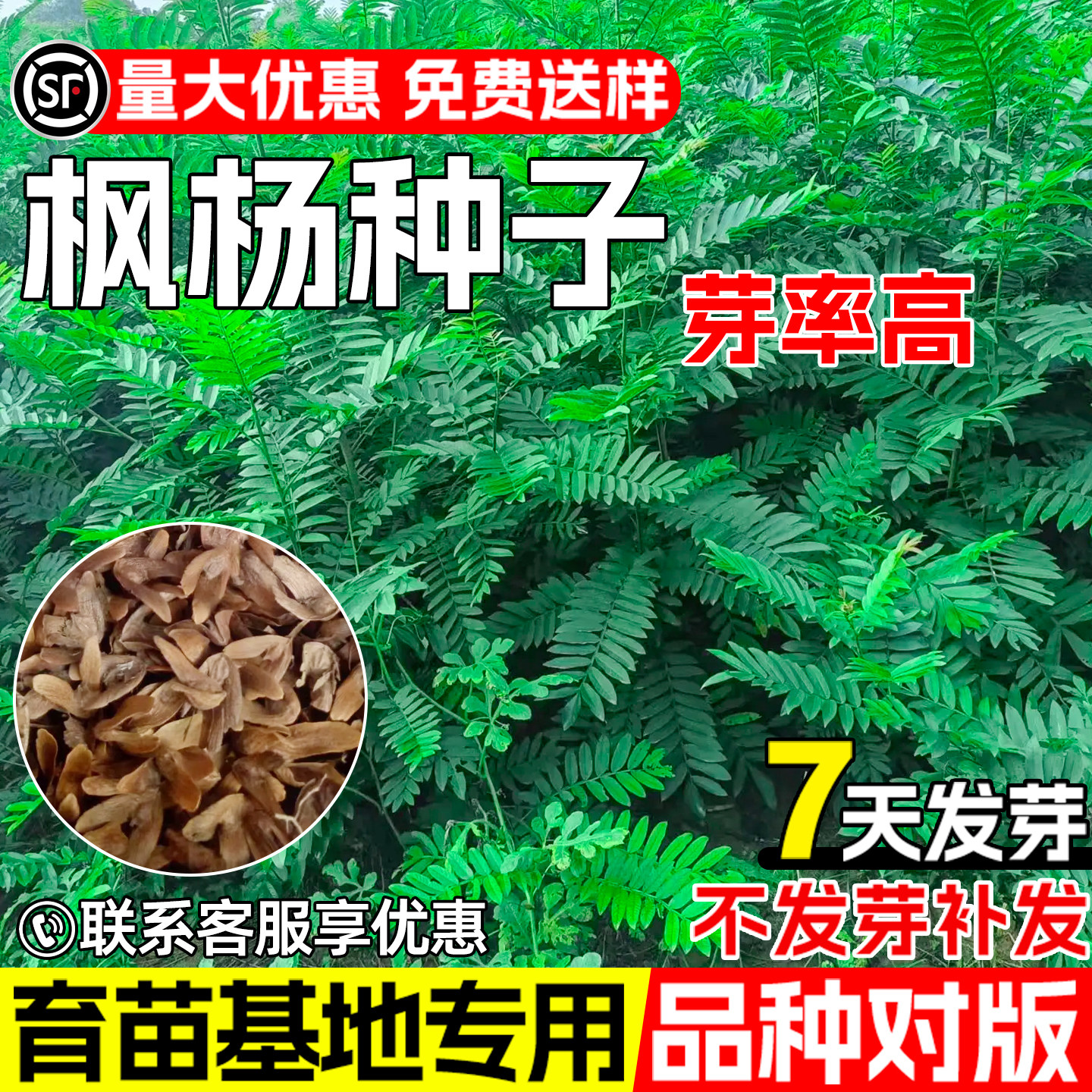 枫杨种子元宝树枰柳风景观赏绿化