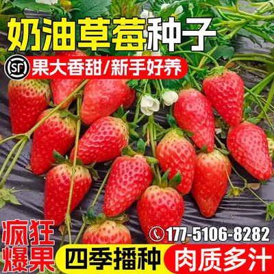 草莓种子庭院室外阳台盆栽蔬菜籽