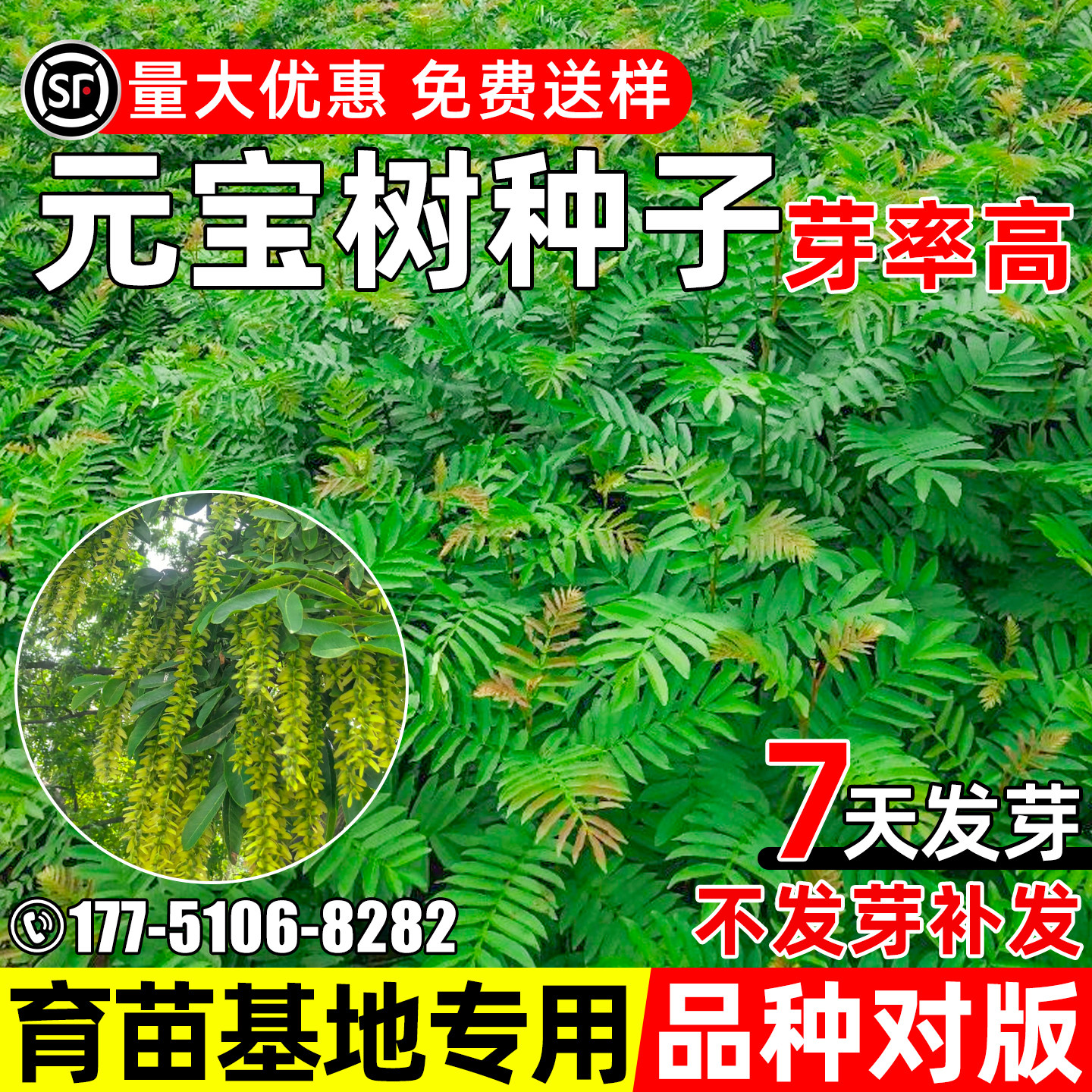 元宝树种子枫杨园林道路绿化观赏图片