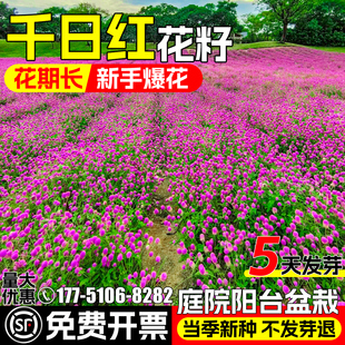 千日红花籽庭院别墅阳台盆栽花种子公园火球花千日草百日红花种籽