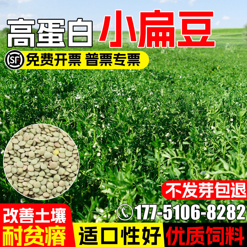 小扁豆种籽四季高产绿肥青饲牧草