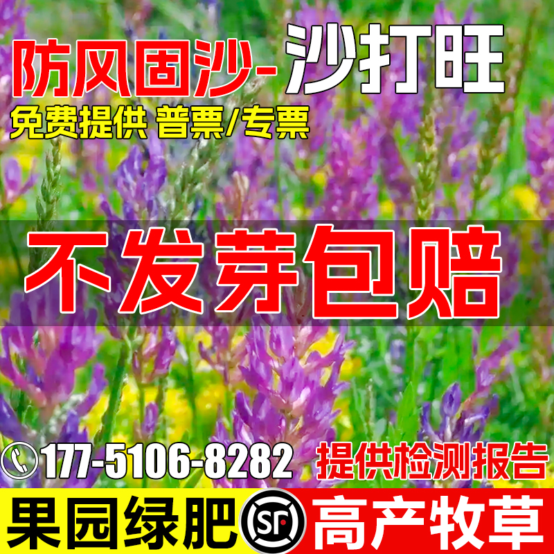 沙打旺种子多年生牧草籽四季高产