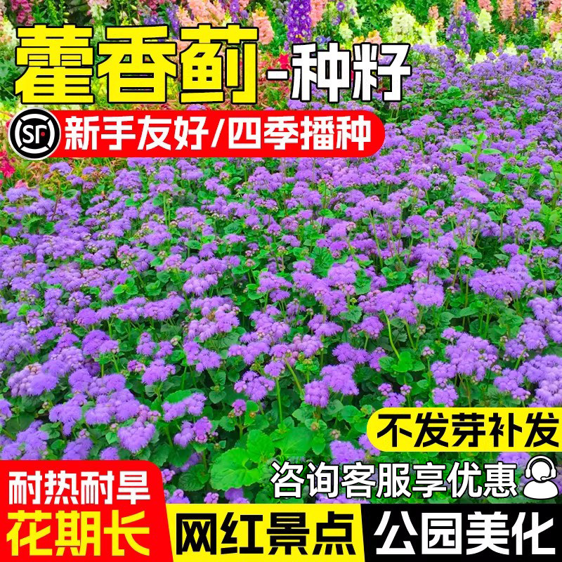 藿香蓟种子四季可播种防红蜘蛛防虫一枝香胜红霍香蓟种籽阳台盆栽