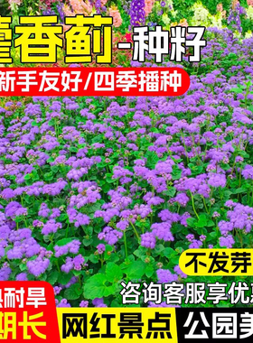 藿香蓟种子四季可播种防红蜘蛛防虫一枝香胜红霍香蓟种籽阳台盆栽