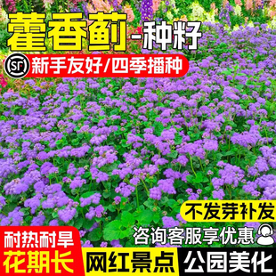 藿香蓟种子四季可播种防红蜘蛛防虫一枝香胜红霍香蓟种籽阳台盆栽