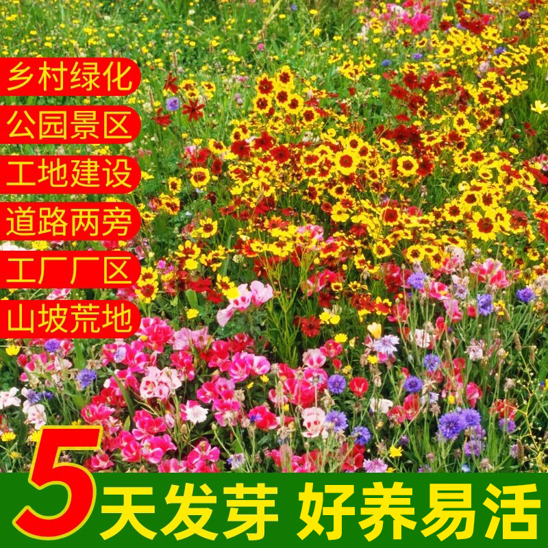 野花组合种子四季播开除虫菊