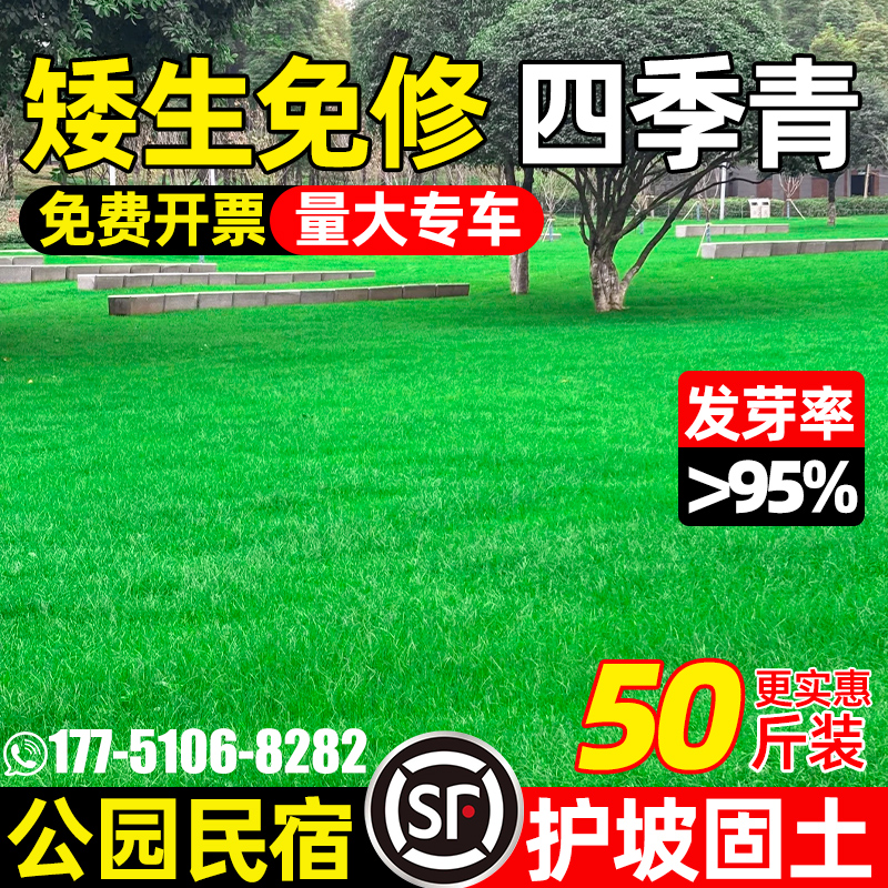 草坪草籽四季常青矮生庭院地毯草