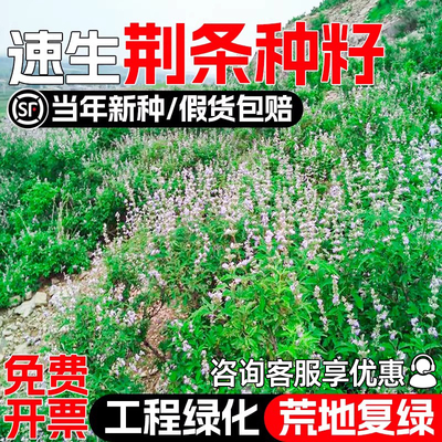 荆条种籽灌木草籽护坡固土草种子