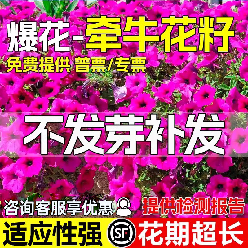 牵牛花种子喇叭花种籽室外爬藤蔓延植物花卉盆栽四季播种花卉花籽