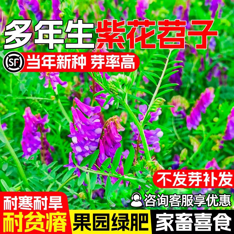 光叶紫花苕种子毛苕子牧草果园绿肥种籽高产箭舌野豌豆多年生草籽