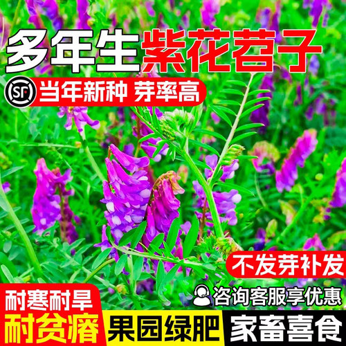 光叶紫花苕种籽果园绿肥毛苕种子