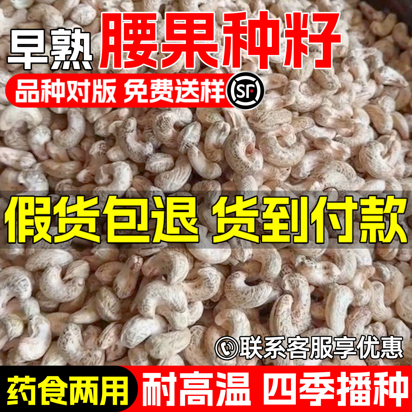 腰果种子早熟高产鸡腰果槚如树种