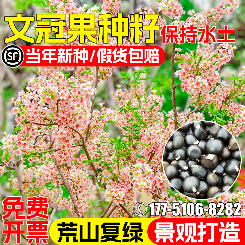 文冠果护坡固土荒山复绿景观打造