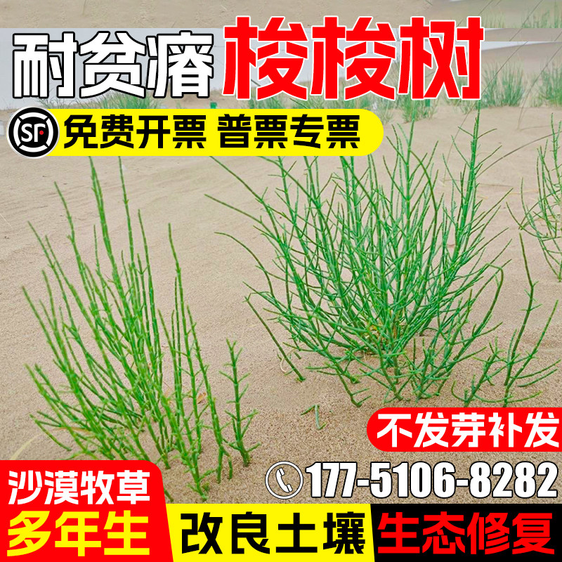 梭梭树种子耐贫瘠沙漠生态修复