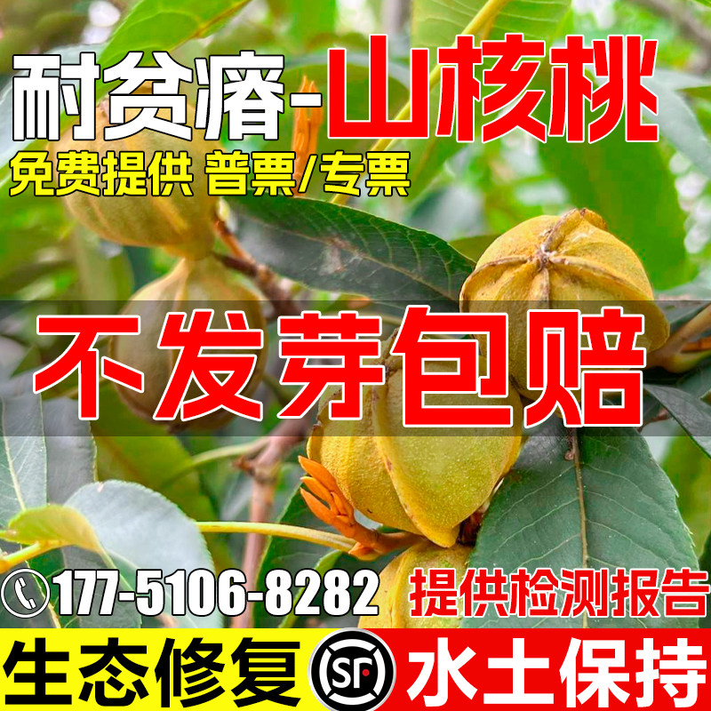 山核桃树种子耐旱耐贫瘠护坡固土