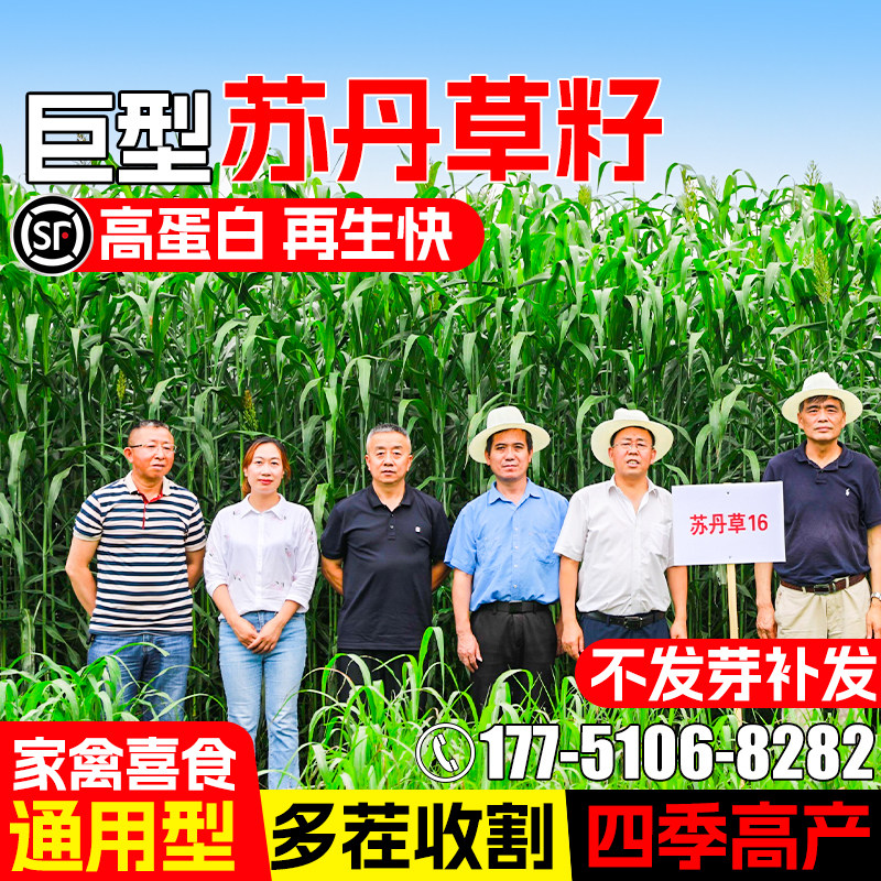 苏丹草草籽牧草种子养殖草种籽