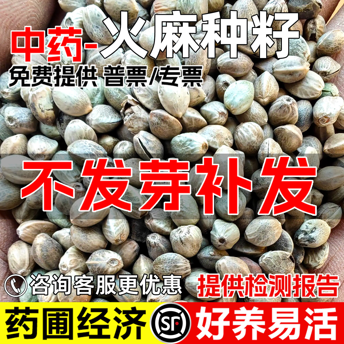 火麻仁种子药铺经济种植药材种籽