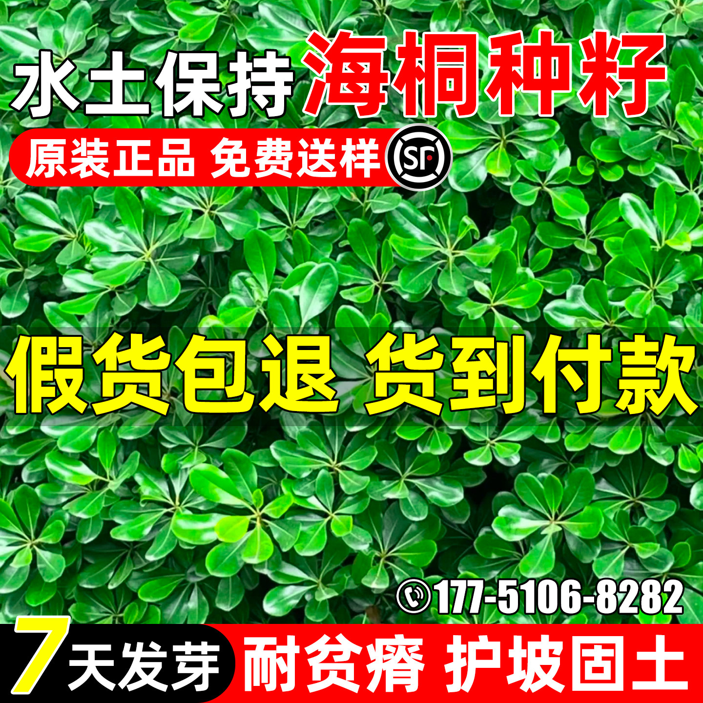 海桐种子水土保持景观绿化观赏