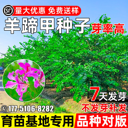 羊蹄甲种子行道树园林绿化观赏