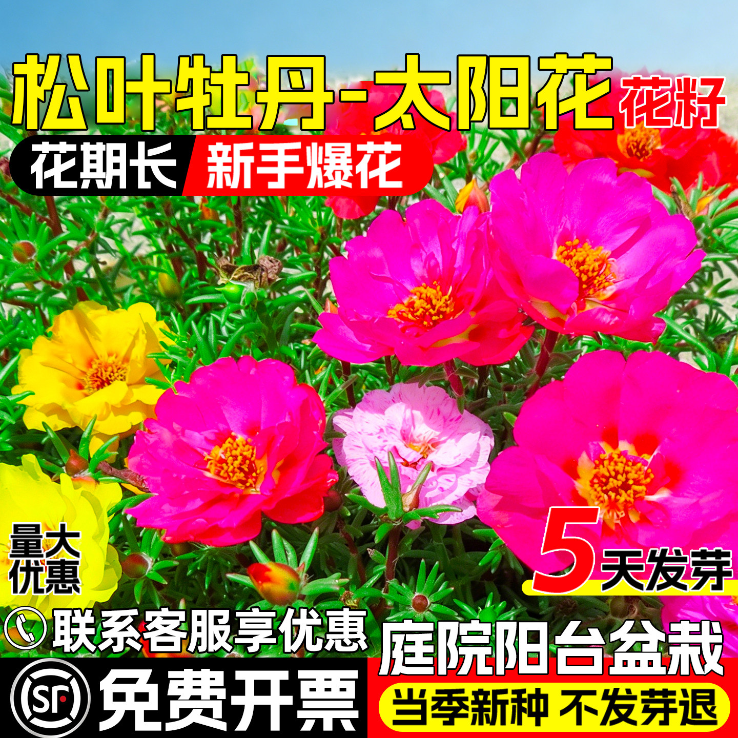 松叶牡丹花籽庭院阳台盆栽美化