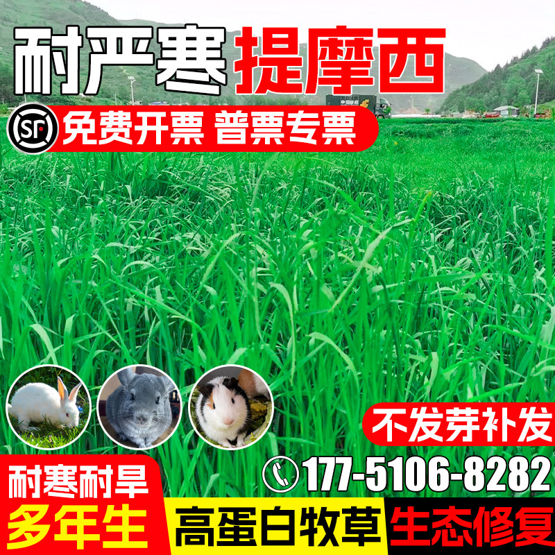 提摩西四季高产畜牧养殖生态修复