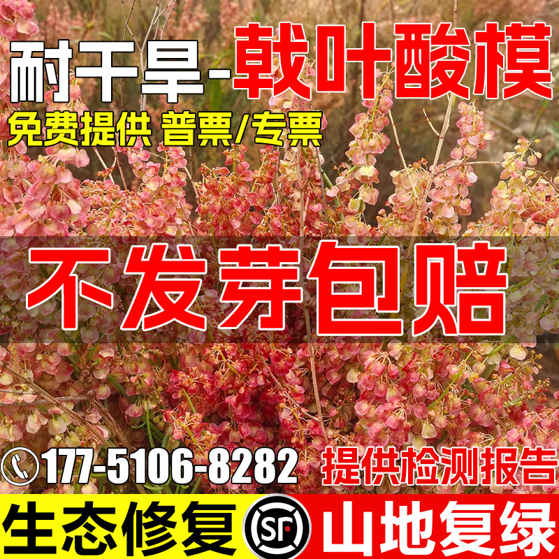 戟叶酸模种子护坡固土生态修复