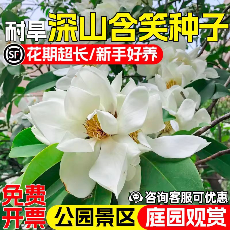 深山含笑庭院花园公园景区绿化