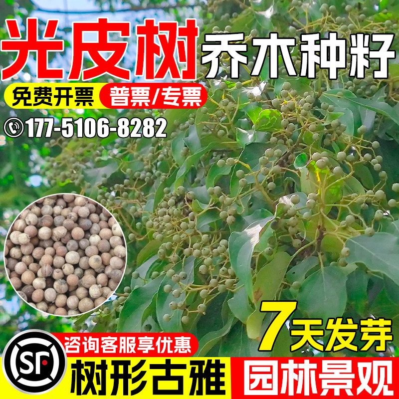 光皮树种子四季常绿乔木种籽水土保持园林景观绿化观赏行道树风景