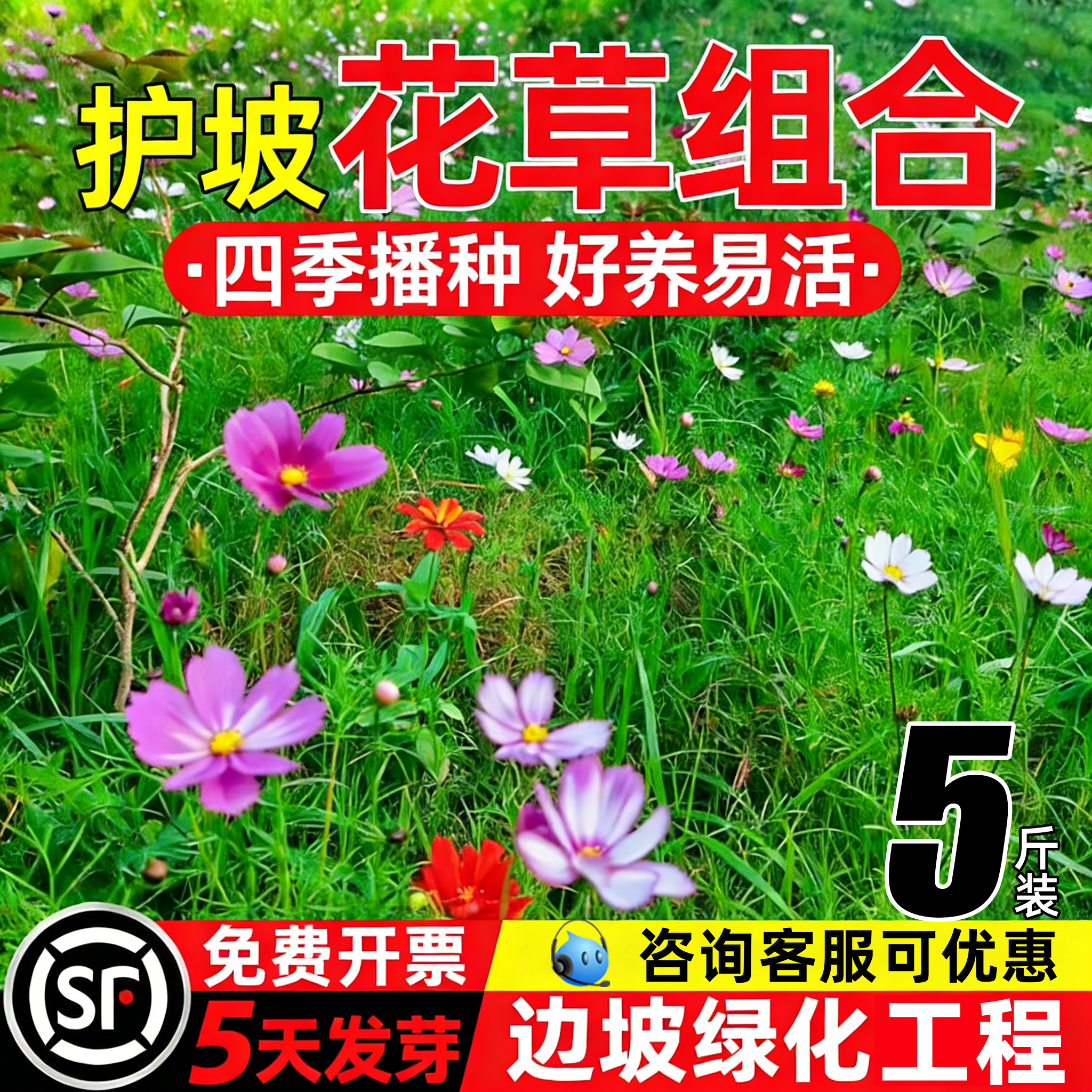 护坡固土草花灌木组合种子边坡山体绿化草籽耐寒耐旱生态荒山复绿