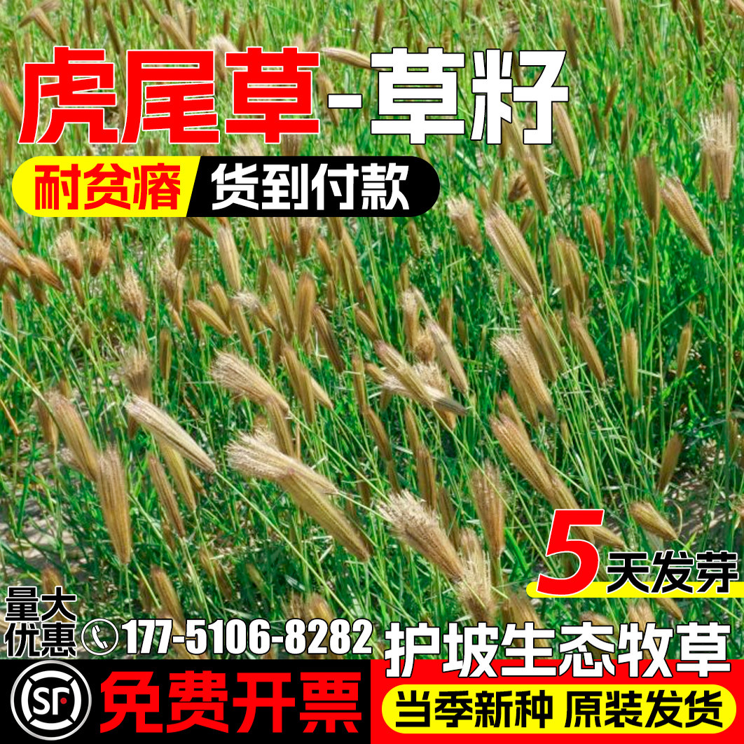 虎尾草种子多年生护坡固土草籽耐贫瘠生态复绿高产高蛋白牧草种籽