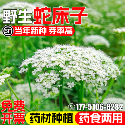 蛇床子种子耐贫瘠药食两用野茴香