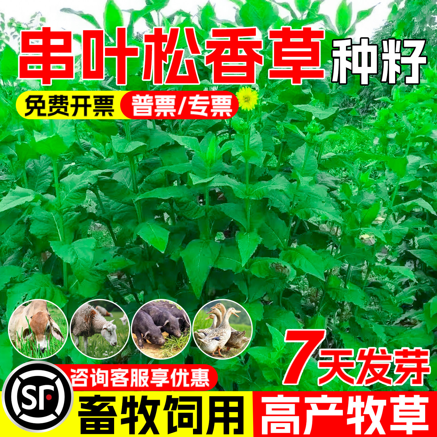 串叶松香草种子猪牛羊鸡鸭鹅喜食