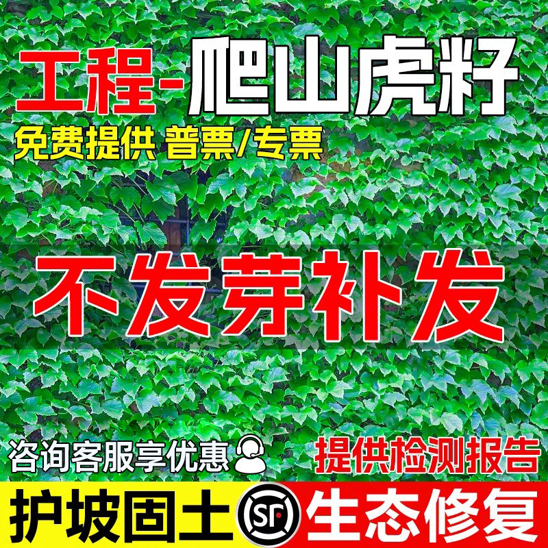 爬山虎种籽爬藤四季常青不落叶护坡固土藤蔓植物五叶三叶爬墙种苗
