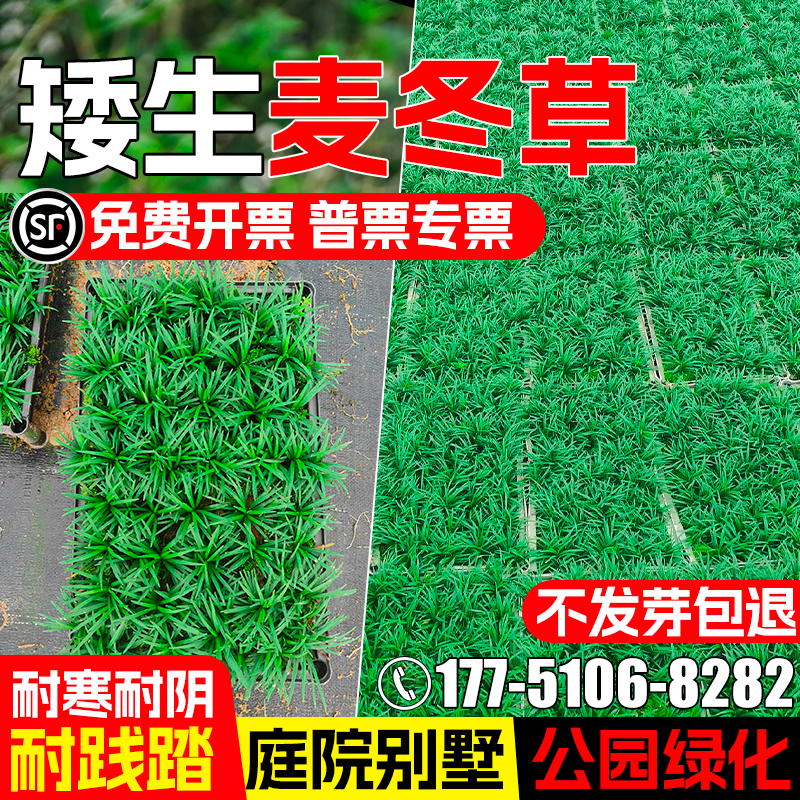 麦冬草四季常青工程绿化庭院别墅