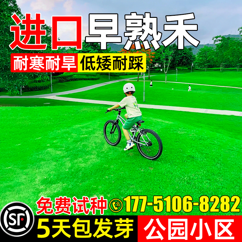 早熟禾草籽四季常青耐践踏草种子