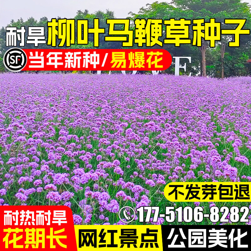 柳叶马鞭草花籽公园景区美化观赏