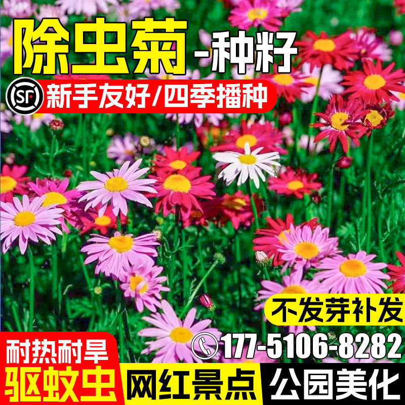 除虫菊种子小雏菊花种籽四季种植