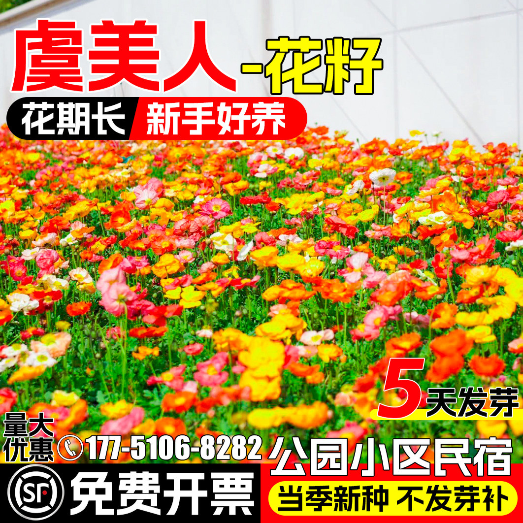 冰岛虞美人花籽四季播种公园小区花海景观种子重瓣太阳花卉花种籽