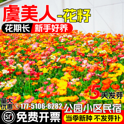 冰岛虞美人花种籽四季播种卉种子