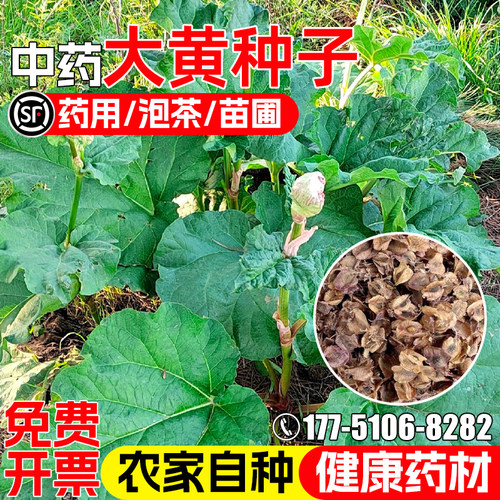 大黄种子马蹄大黄川军中药材种子