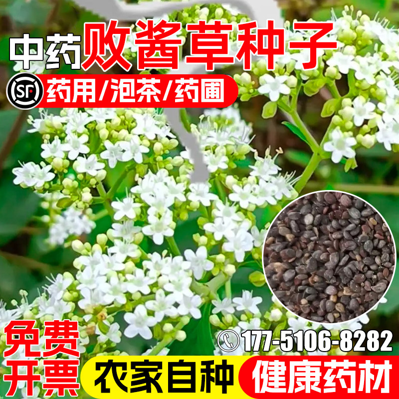 败酱草种子四季播种黄花败酱草苦斋菜绿化观赏泡茶苦麻菜药材种籽