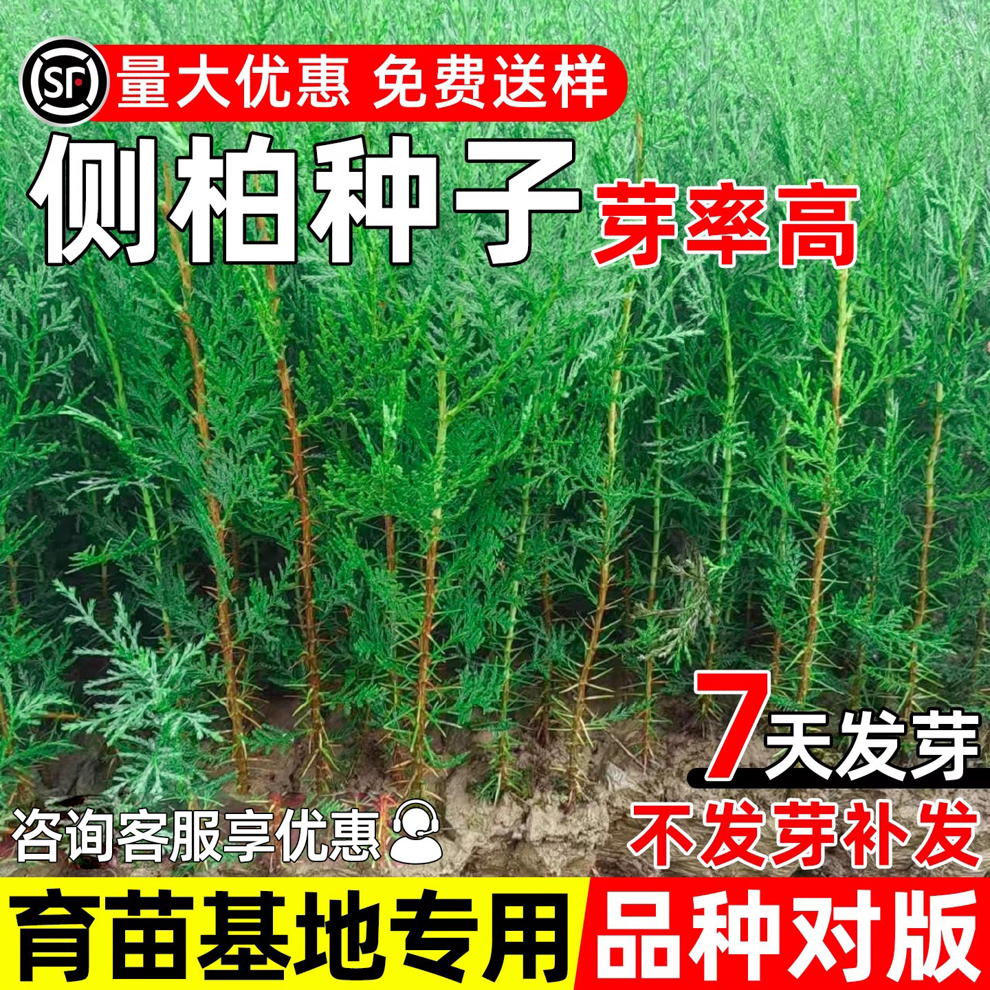 侧柏种籽优质新采柏树种子景观造林荒山绿化野生育苗观叶林木草籽