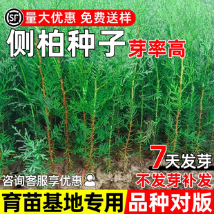 侧柏种籽优质新采柏树种子景观造林荒山绿化野生育苗观叶林木草籽