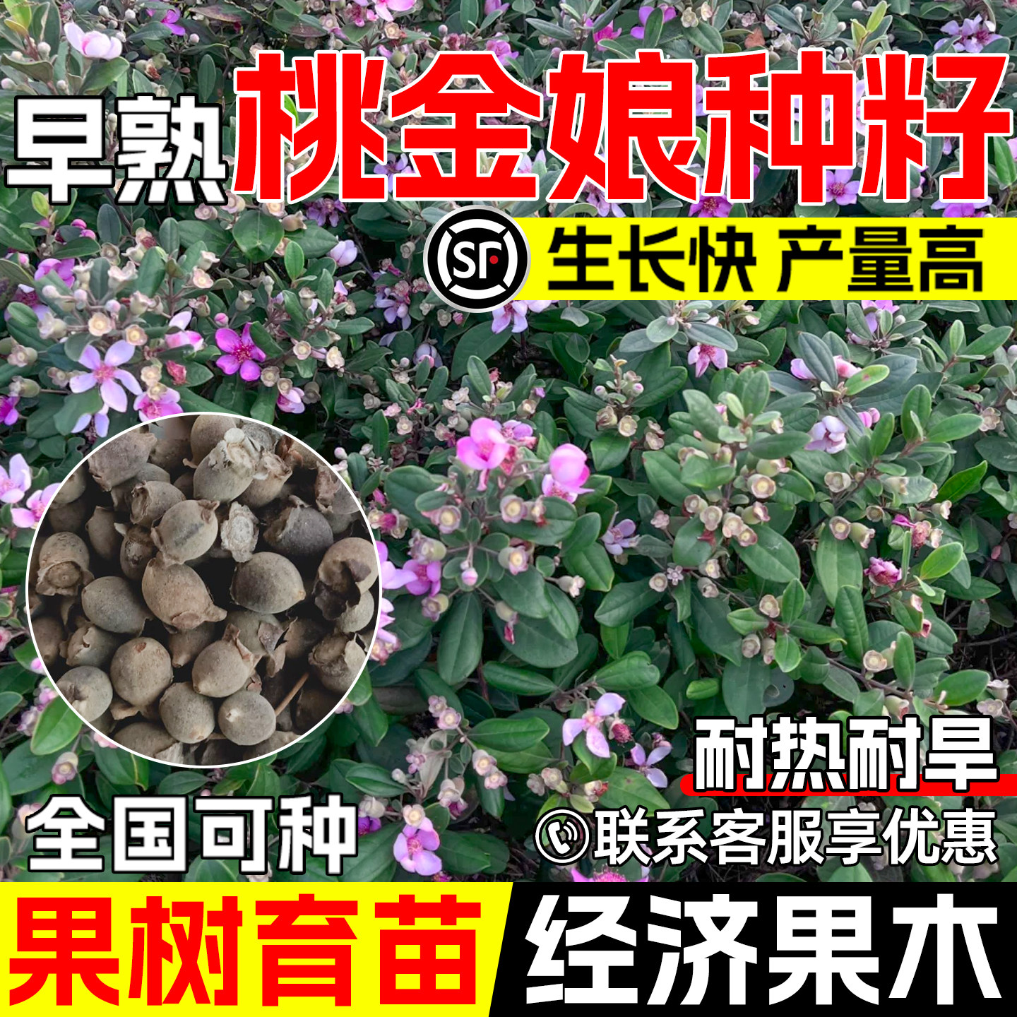 桃金娘果树种子山稔岗稔早熟高产