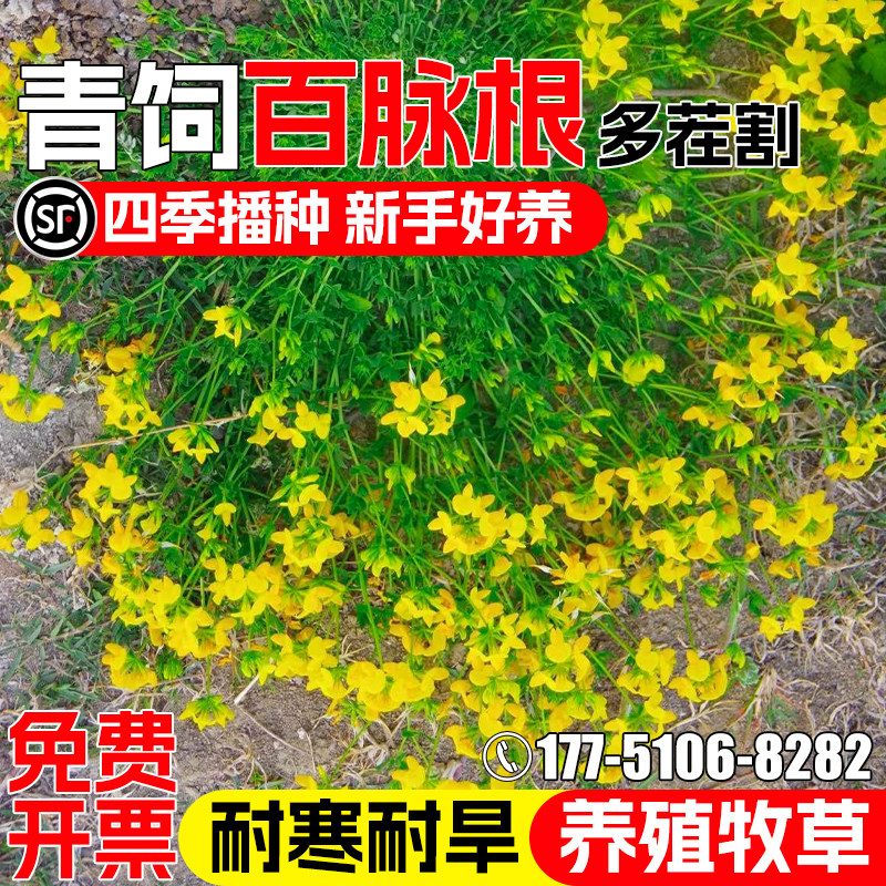 百脉根四季高产畜牧养殖蜜源绿肥