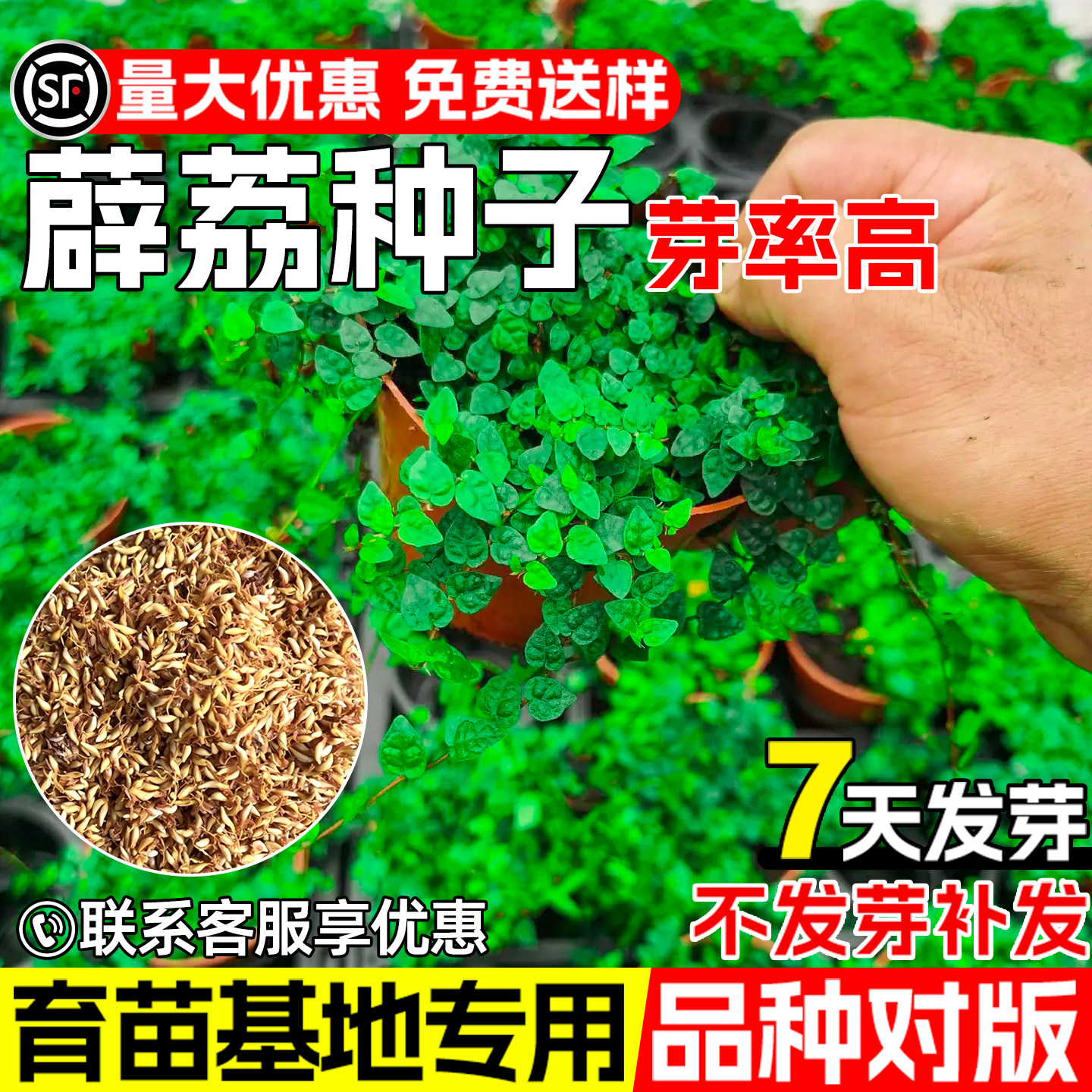 薛荔种子四季常绿生态修复绿化
