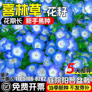 喜林草种籽四季室内外种植庭院别墅阳台盆栽花种子婴儿的蓝眼花籽