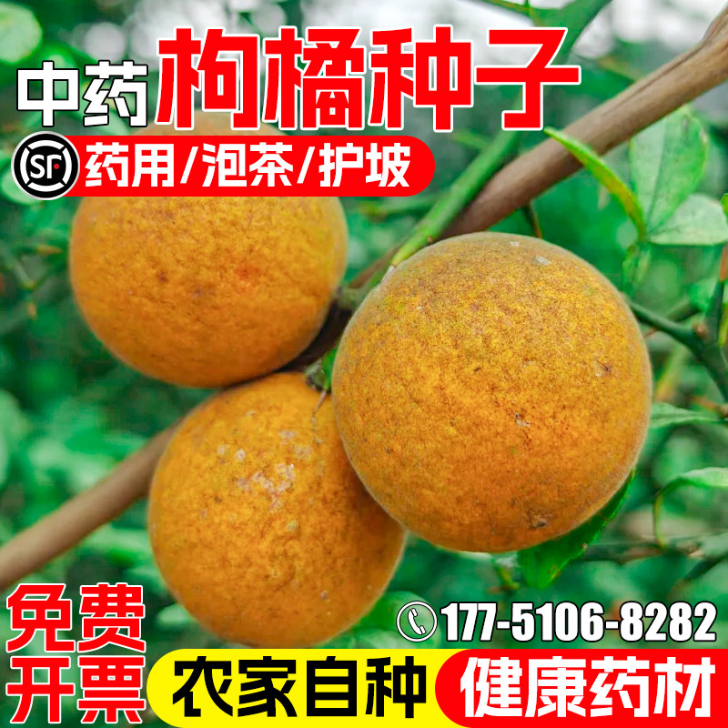 枸橘种子中药材枳实枳壳种籽药用观赏泡茶护坡嫁接砖木带刺篱笆墙
