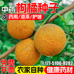 枸橘种子中药材枳实枳壳种籽药用观赏泡茶护坡嫁接砖木带刺篱笆墙