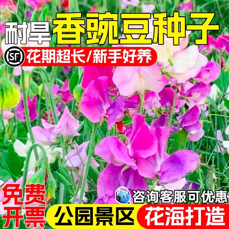香豌豆花种子耐热耐旱花豌豆花种籽公园景区花海景观美化爬藤花籽
